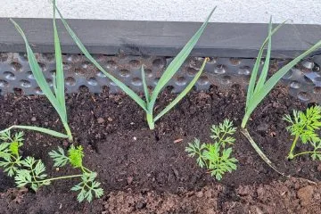 Korenje in por v visoki gredi? Da, to je ena boljših kombinacij