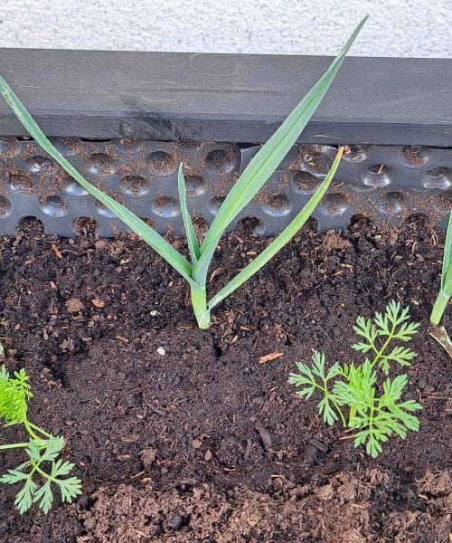 Korenje in por v visoki gredi? Da, to je ena boljših kombinacij