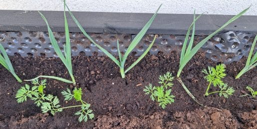 Korenje in por v visoki gredi? Da, to je ena boljših kombinacij