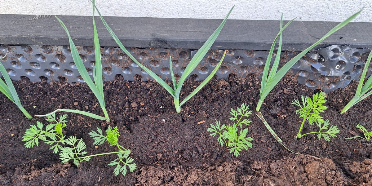 Korenje in por v visoki gredi