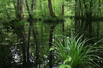 V Krakovskem gozdu se lahko hitro izgubiš, a prav to ga dela tako posebnega
