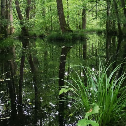 V Krakovskem gozdu se lahko hitro izgubiš, a prav to ga dela tako posebnega