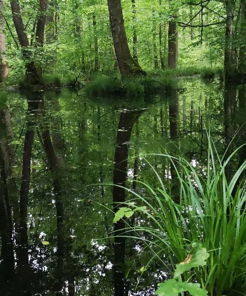 V Krakovskem gozdu se lahko hitro izgubiš, a prav to ga dela tako posebnega
