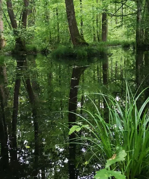 V Krakovskem gozdu se lahko hitro izgubiš, a prav to ga dela tako posebnega