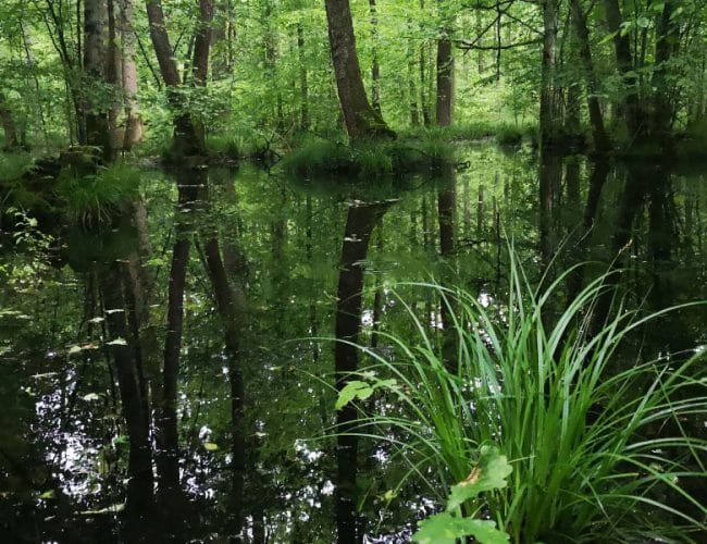V Krakovskem gozdu se lahko hitro izgubiš, a prav to ga dela tako posebnega