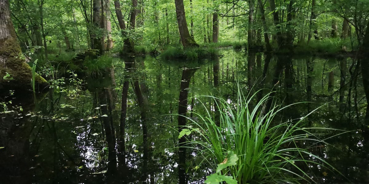V Krakovskem gozdu se lahko hitro izgubiš, a prav to ga dela tako posebnega