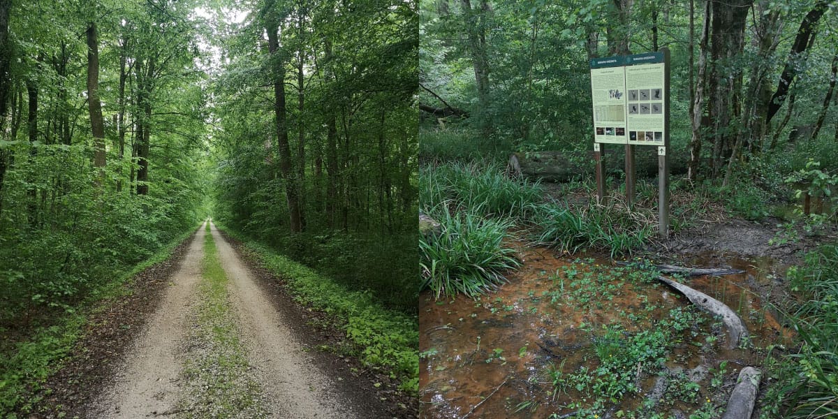 Krakovski pragozd, notranjost