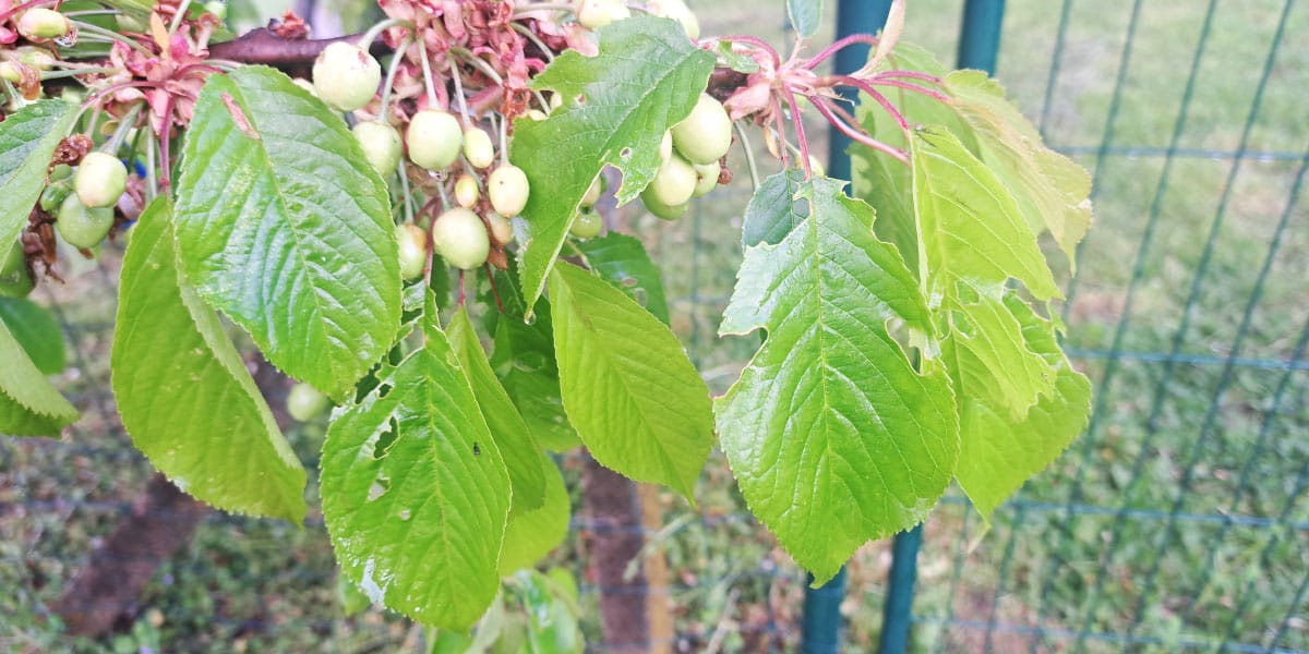 Luknje na listih češnje