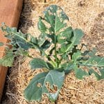 Luknje na listih zelja