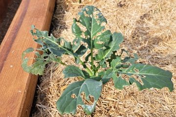 Luknje na listih brokolija? Najpogosteje je vzrok precej preprost