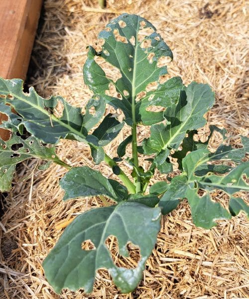 Luknje na listih brokolija? Najpogosteje je vzrok precej preprost