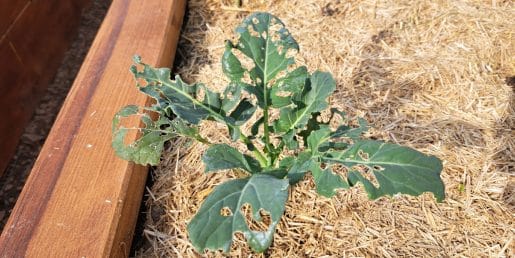 Luknje na listih brokolija? Najpogosteje je vzrok precej preprost