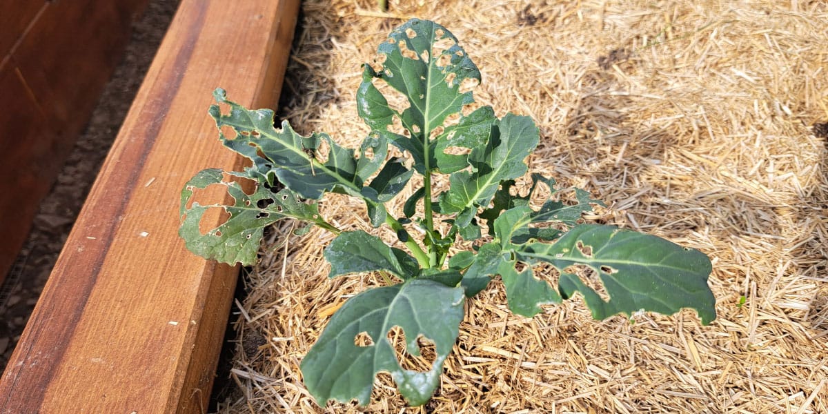 Luknje na listih brokolija? Najpogosteje je vzrok precej preprost