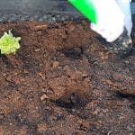 Luknje v visoki gredi, sadike