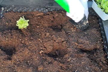 Kako veliko luknjo narediti za kupljene sadike in na kaj paziti pri sajenju?