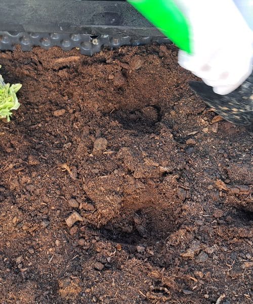 Kako veliko luknjo narediti za kupljene sadike in na kaj paziti pri sajenju?