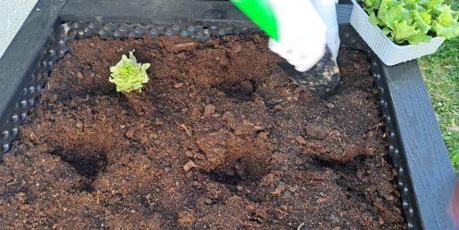 Kako veliko luknjo narediti za kupljene sadike in na kaj paziti pri sajenju?