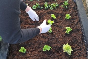 Dva vrtnarska trika, zaradi katerih je tudi majhen vrt videti večji