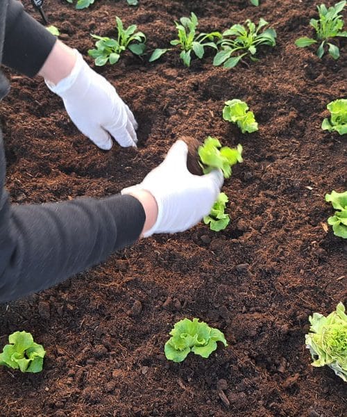 Dva vrtnarska trika, zaradi katerih je tudi majhen vrt videti večji