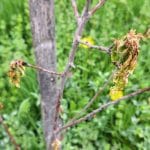 Posušena marelica, kap marelice