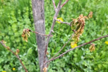 Marelica se suši? To je pogosto pravi razlog