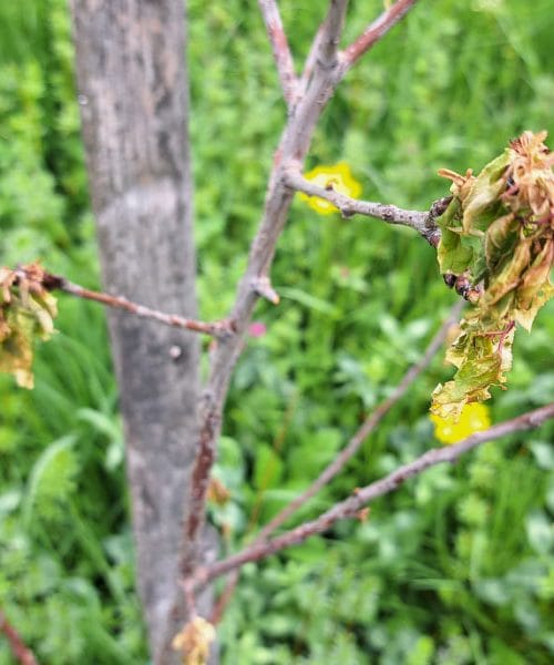 Marelica se suši? To je pogosto pravi razlog