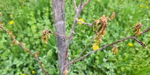 Marelica se suši? To je pogosto pravi razlog