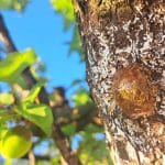 Smolnata bula na marelici