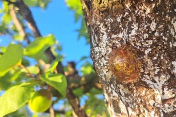 Marelica spušča sok in na deblu nastane lepljiva bula: znak, ki ga ne gre prezreti