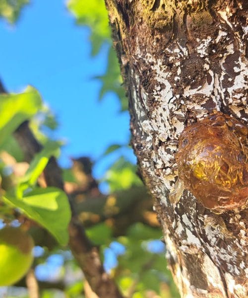 Marelica spušča sok in na deblu nastane lepljiva bula: znak, ki ga ne gre prezreti