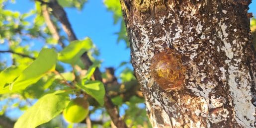 Marelica spušča sok in na deblu nastane lepljiva bula: znak, ki ga ne gre prezreti