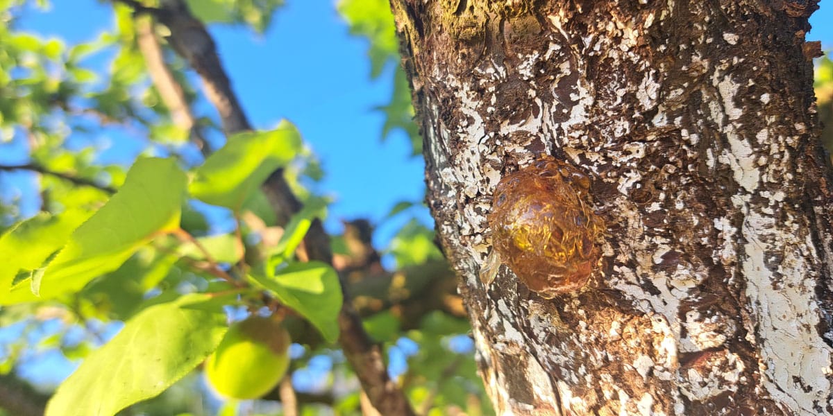 Smolnata bula na marelici