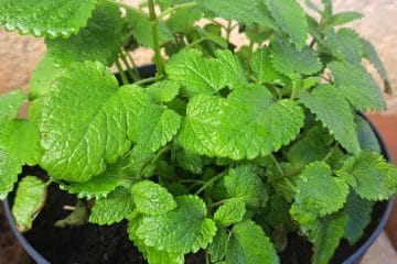 Zakaj meta na vrtu hitro uide nadzoru – in kako to preprečiti