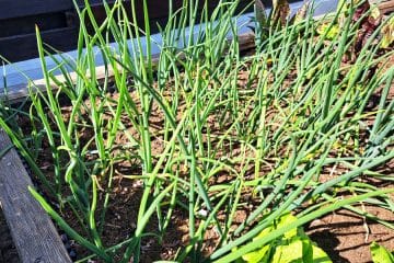 Čebulček je na delu gredice postal bel: kaj se dogaja in ali ga lahko še rešite