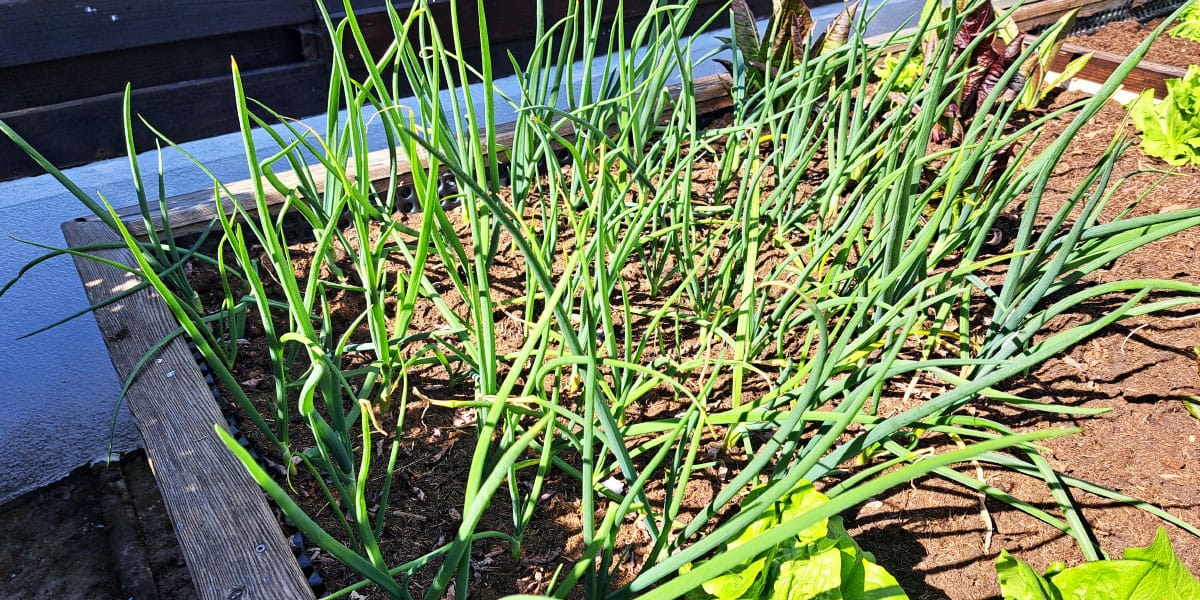 Čebulček je na delu gredice postal bel: kaj se dogaja in ali ga lahko še rešite