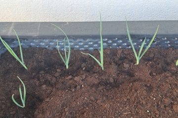 Kako na visoki gredi poskrbeti, da bo mladi por zrastel tako, kot mora