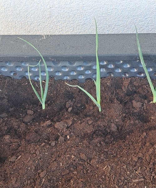 Kako na visoki gredi poskrbeti, da bo mladi por zrastel tako, kot mora