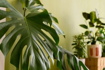 Monstera ne uspeva? Kriva je pogosto svetloba