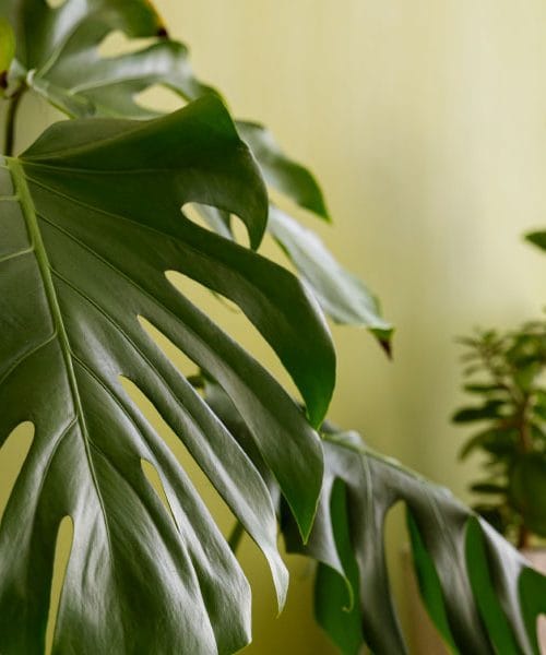 Monstera ne uspeva? Kriva je pogosto svetloba