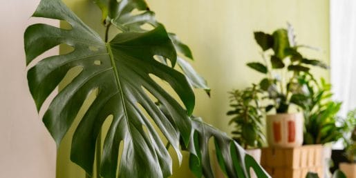 Monstera ne uspeva? Kriva je pogosto svetloba