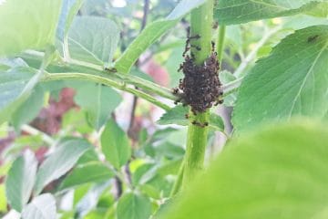 Mravlje na steblu bezga: majhen prizor, ki pogosto razkrije večjo težavo