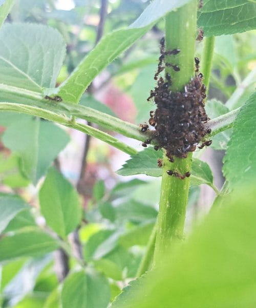 Mravlje na steblu bezga: majhen prizor, ki pogosto razkrije večjo težavo