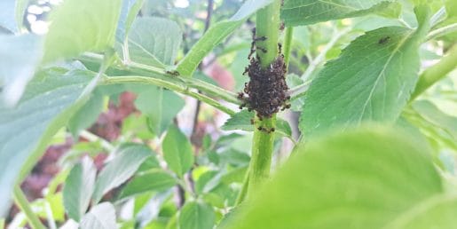 Mravlje na steblu bezga: majhen prizor, ki pogosto razkrije večjo težavo