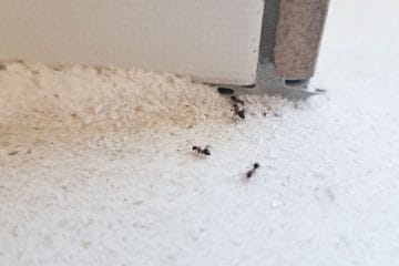 Ta preprost zavitek odganja mravlje: priprava vam vzame manj kot minuto