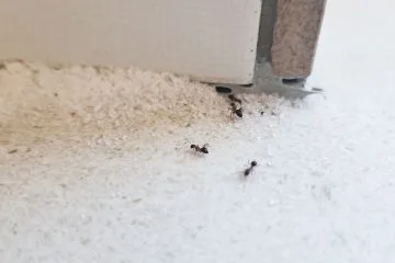 Ta preprost zavitek odganja mravlje: priprava vam vzame manj kot minuto