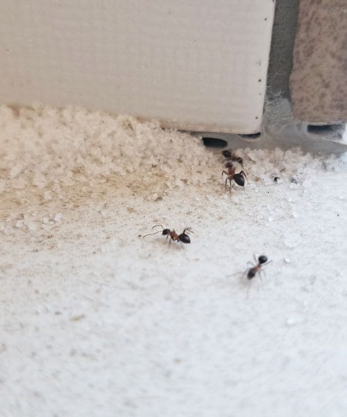 Ta preprost zavitek odganja mravlje: priprava vam vzame manj kot minuto