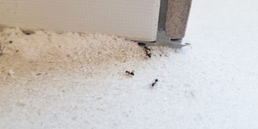 Ta preprost zavitek odganja mravlje: priprava vam vzame manj kot minuto