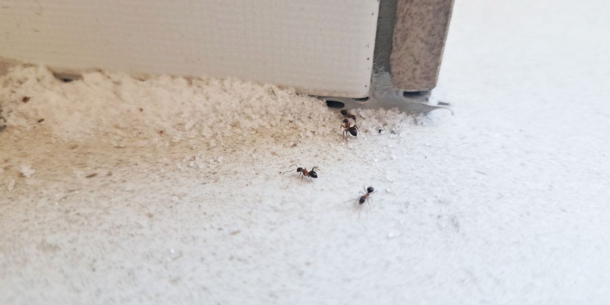 Mravlje v hiši