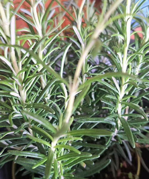 Kupili ste nov grmiček rožmarina? Ne naredite napake, ki jo dela večina Slovencev