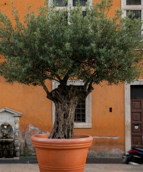 Kako doma vzgojiti oljko v loncu in ji pomagati, da bo dolgo lepa